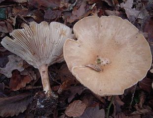 Mushrooms - Clitocybe maxima
