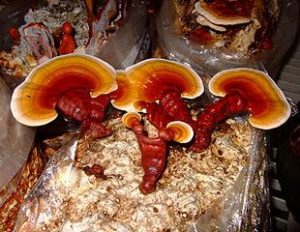 Mushrooms - Reshi