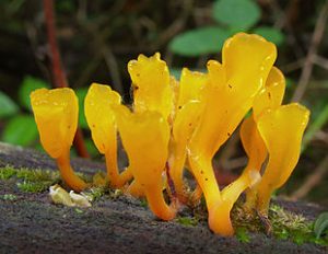 Mushrooms - Dacryopinax spathularia