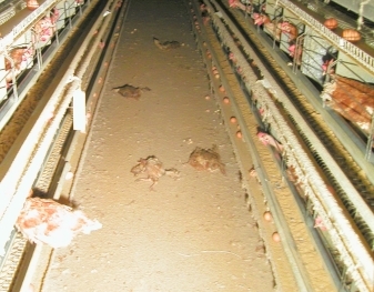 A chicken egg production facility